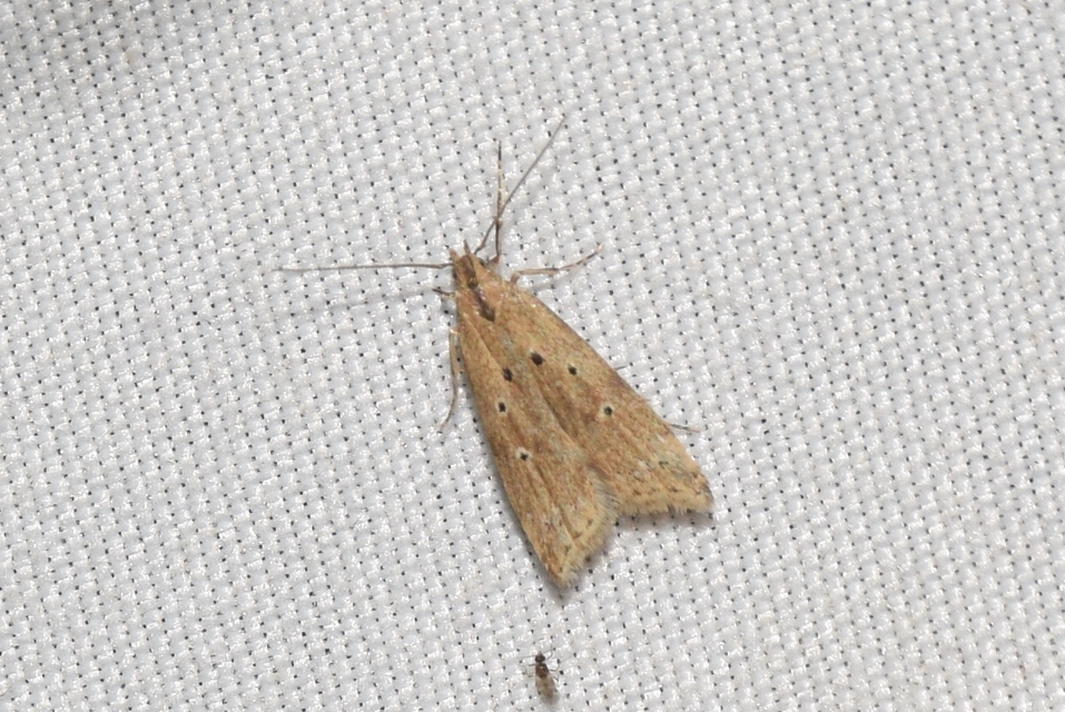 Brachmia inornatella - nádrágó lápimoly