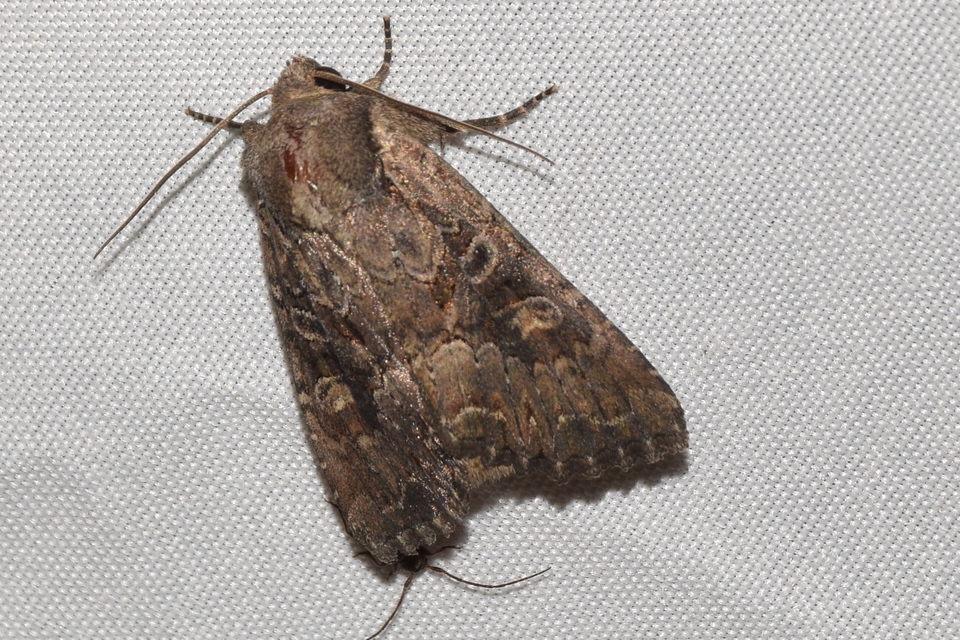 Lacanobia amurensis - homoki kertibagoly