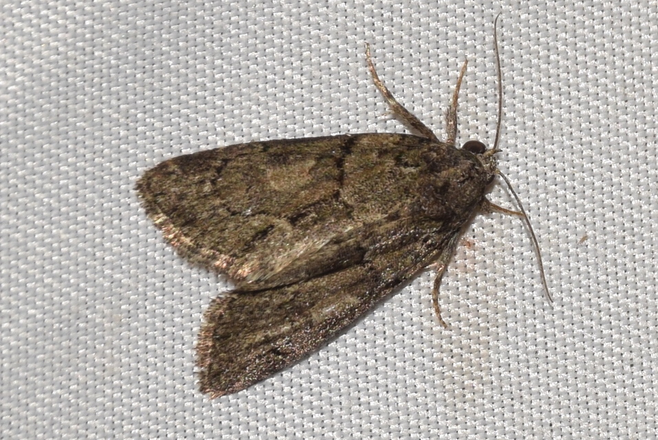 Cryphia fraudatricula - homoki zuzmóbagoly