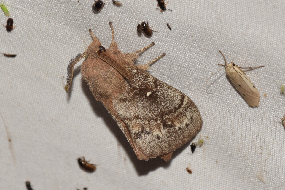 Dendrolimus pini - fenyőpohók