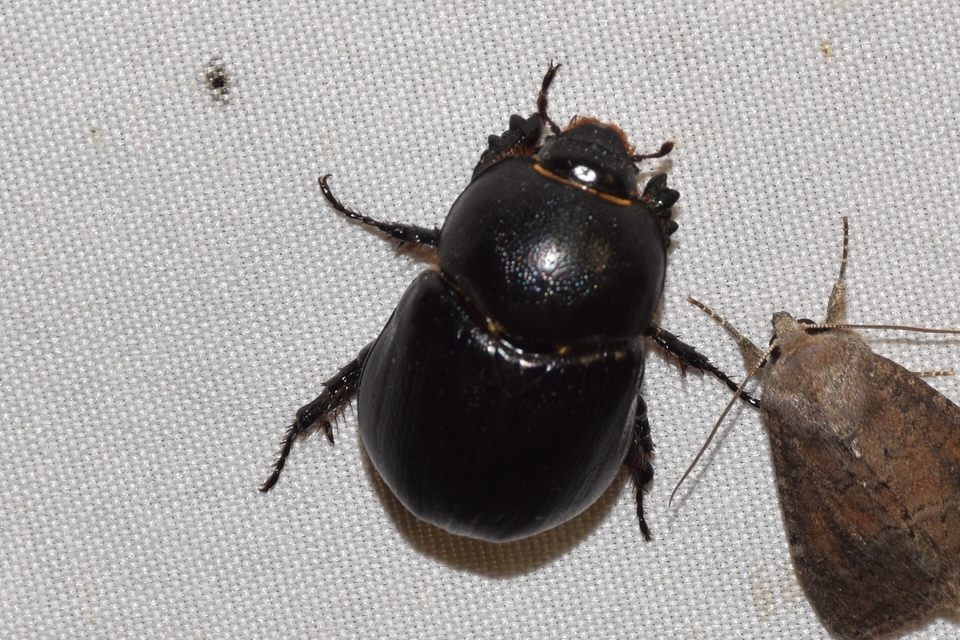Pentodon idiota - butabogár