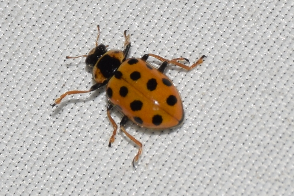 Hippodamia tredecimpunctata - mocsári katica