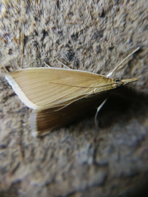 Sclerocona acutellus - hegyesszárnyú tűzmoly
