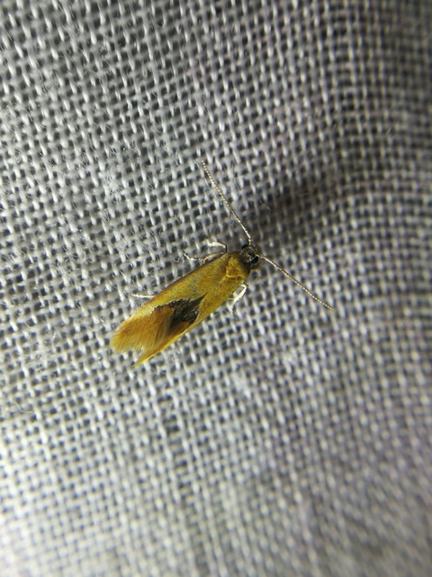 Batia internella/lambdella
