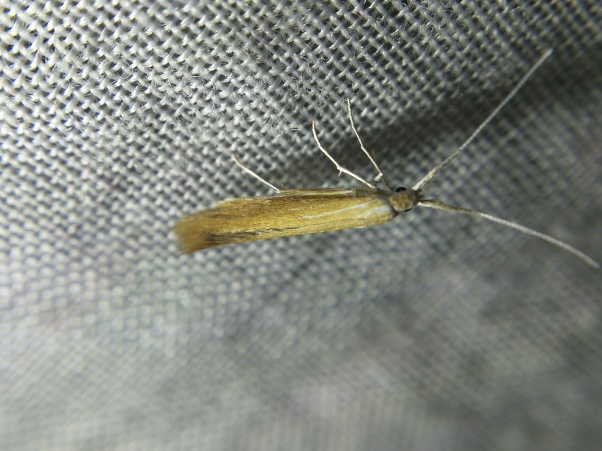 Coleophora