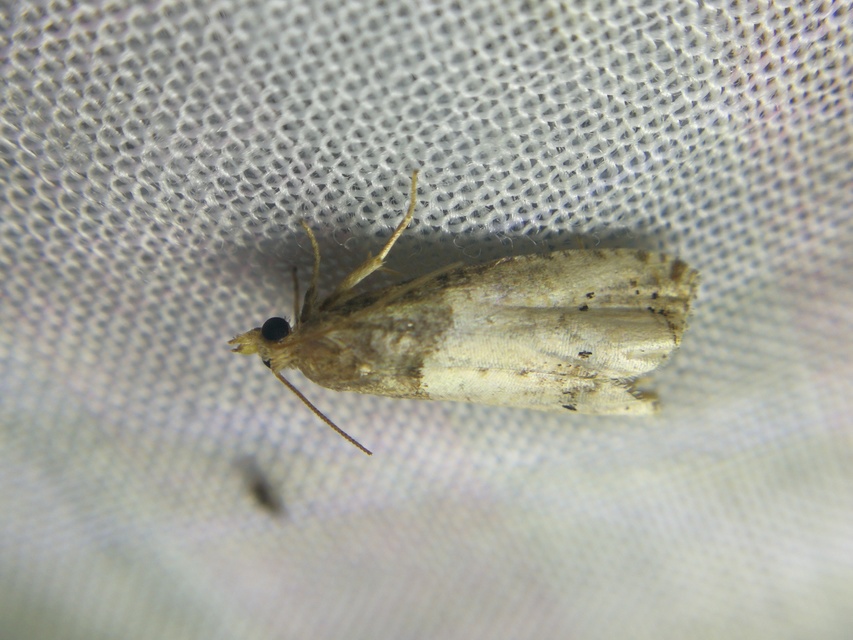 Notocelia cynosbatella - rózsahajtás-tükrösmoly