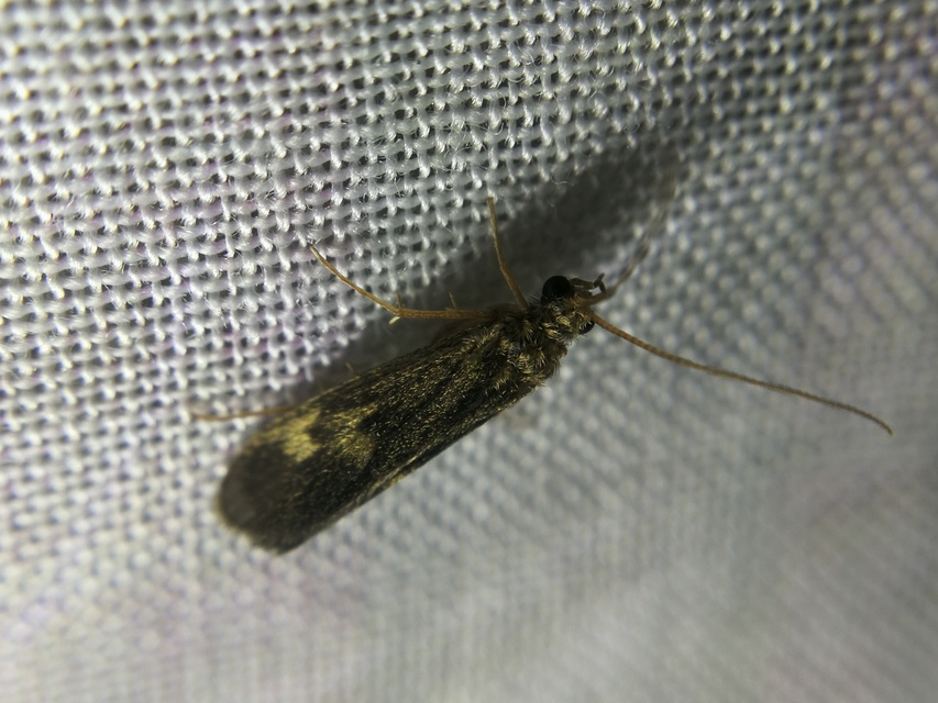 Trichoptera - Tegzesek