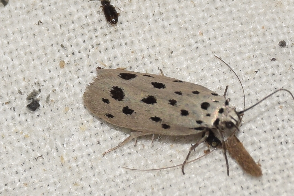 Ethmia dodecea - tízpettyes feketemoly