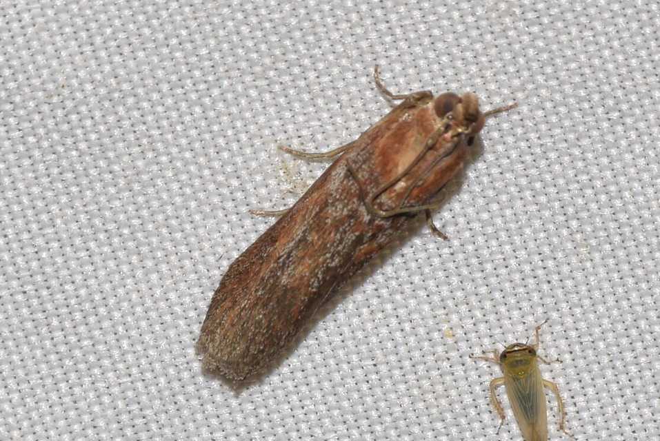 Selagia spadicella - kékfényű karcsúmoly