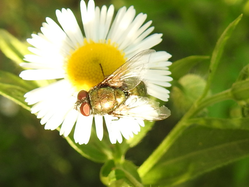 Lucilia