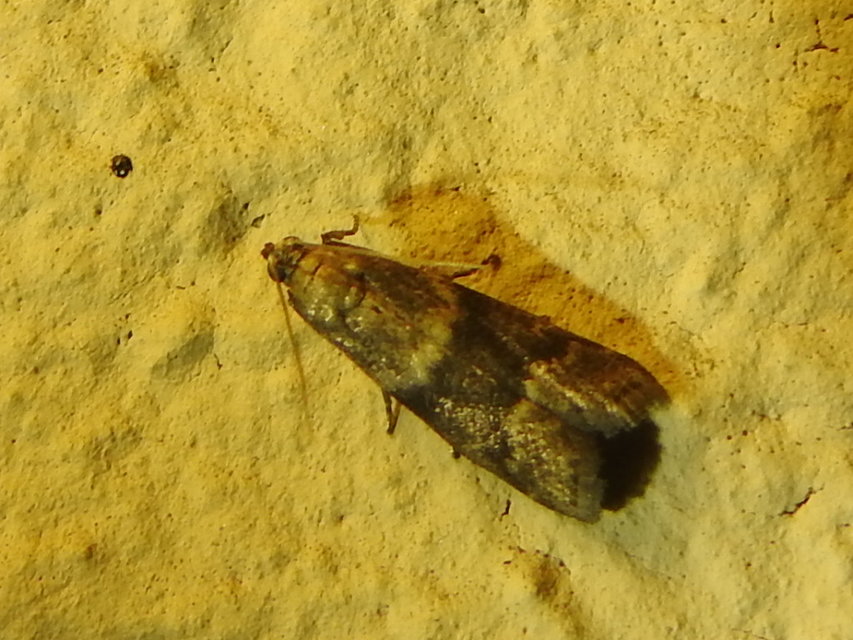 Apomyelois bistriatella - nyírfalakó karcsúmoly