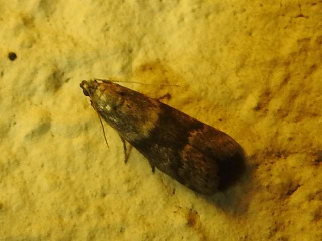 Apomyelois bistriatella - nyírfalakó karcsúmoly
