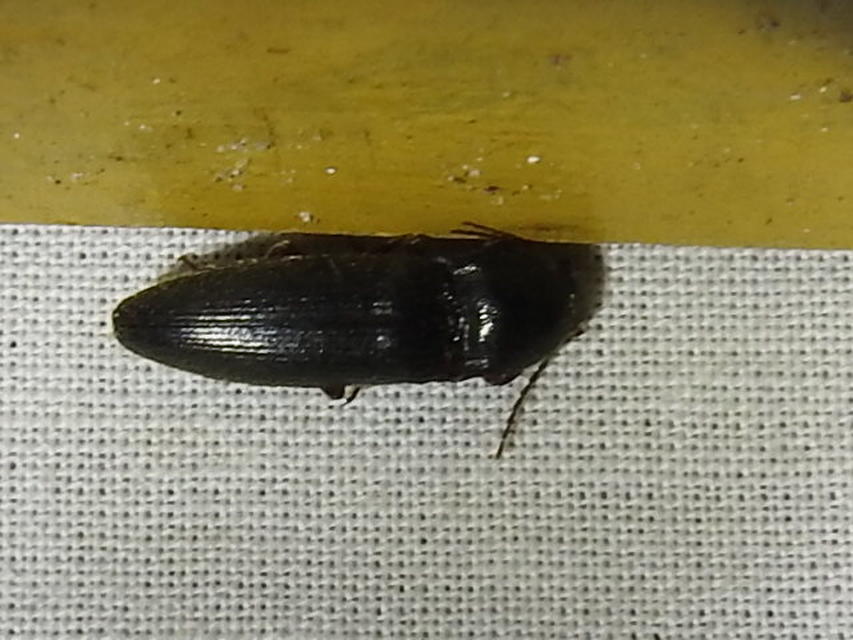 Melanotus