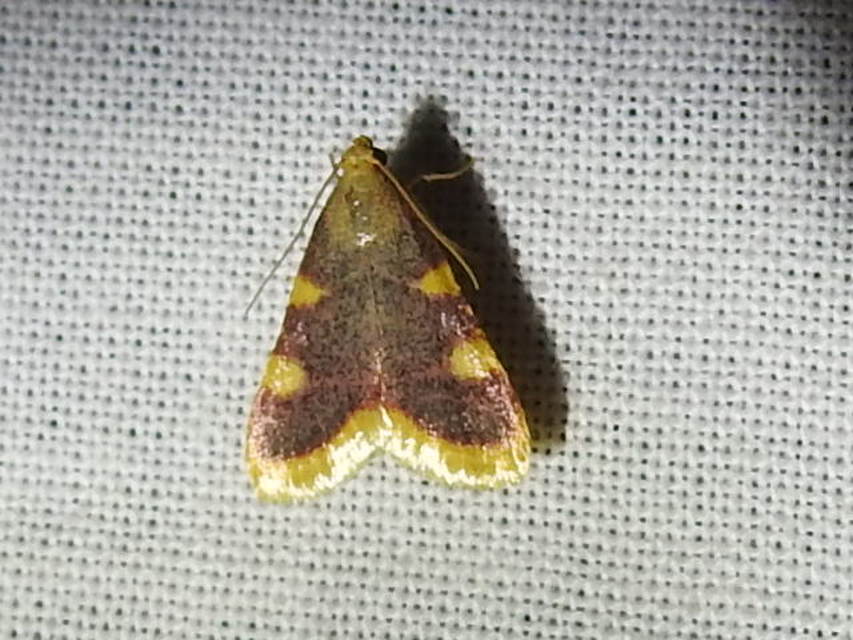 Hypsopygia costalis - szénailonca