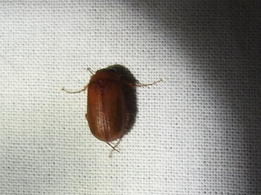 Serica brunnea - homoki kiscserebogár