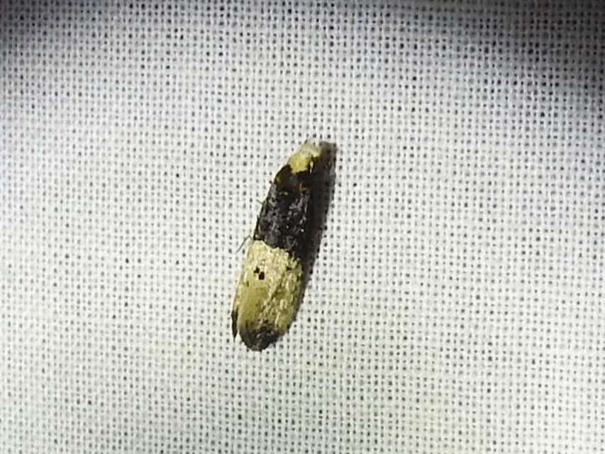 Trichophaga tapetzella - takácsmoly