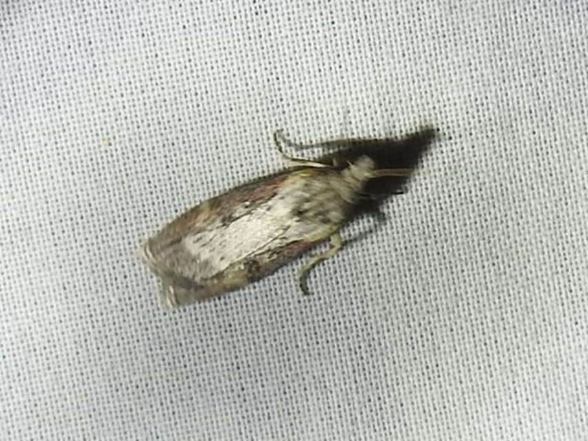 Lamoria anella - törmelékmoly