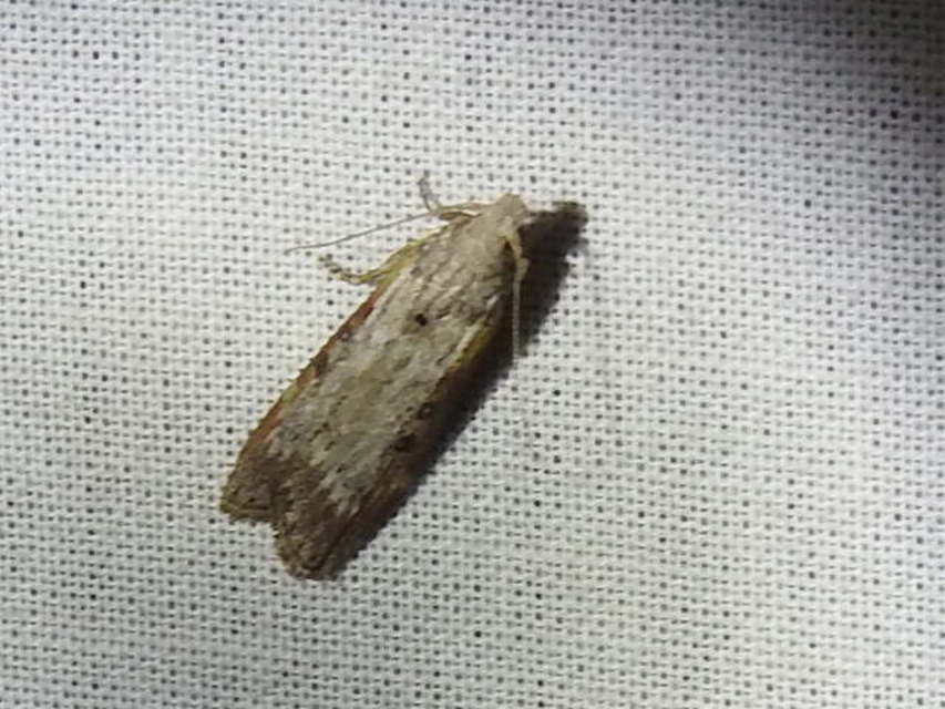 Lamoria anella - törmelékmoly
