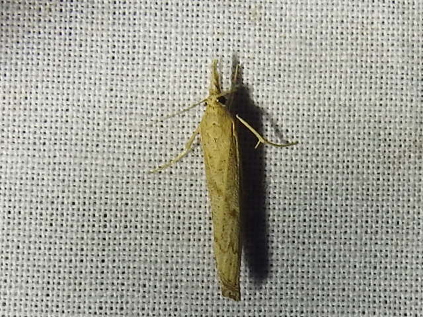 Pediasia contaminella - mocskos fűgyökérmoly
