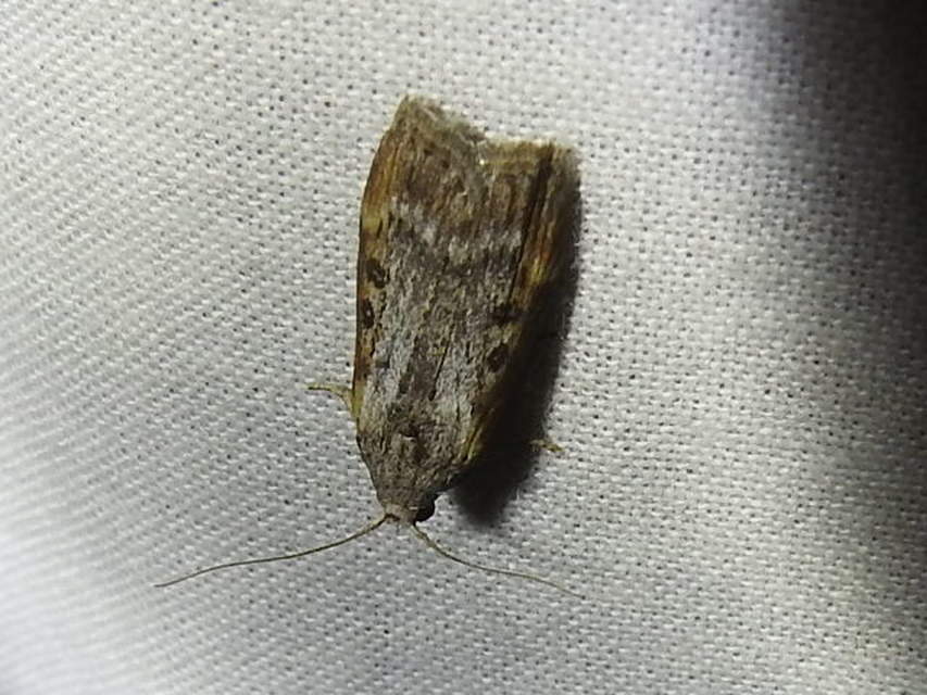Lamoria anella - törmelékmoly