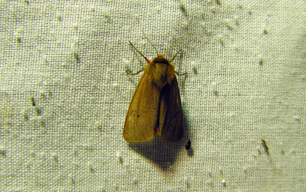 Phragmatobia fuliginosa - füstös medvelepke