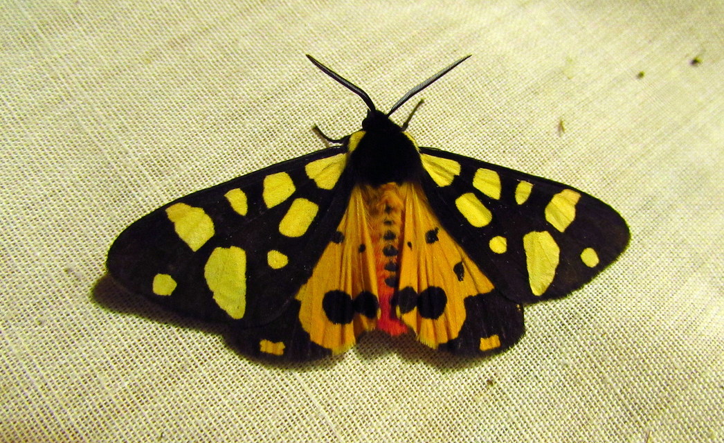 Arctia villica - fekete medvelepke