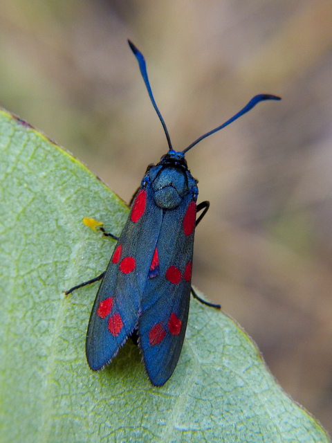 Zygaena filipendulae - acélszínű csüngőlepke