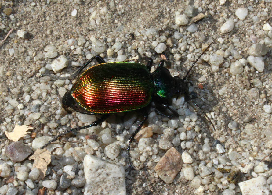 Calosoma sycophanta - aranyos bábrabló