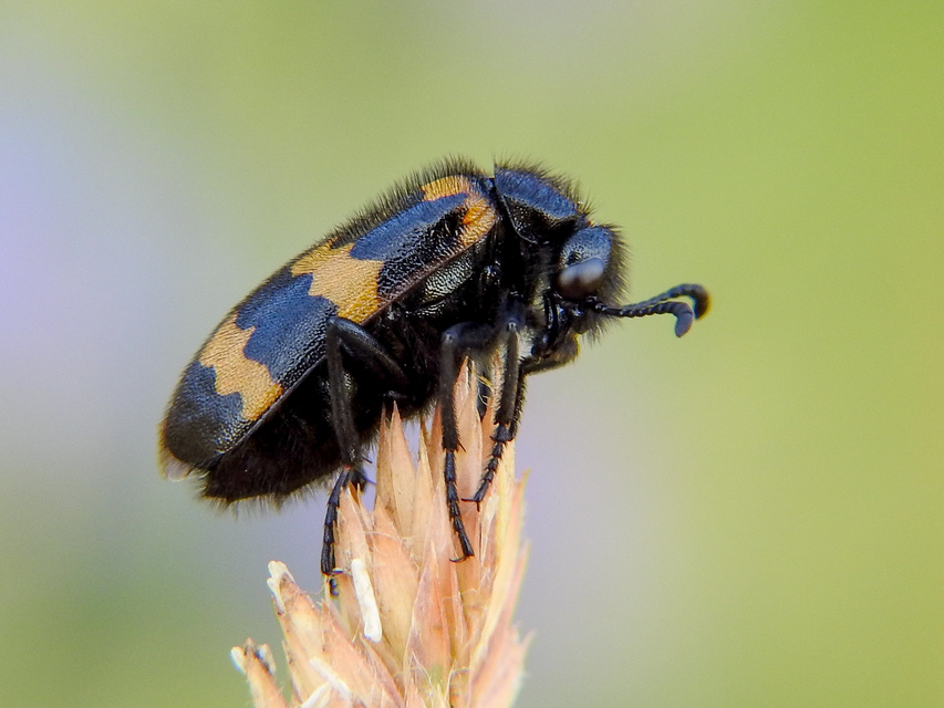 Mylabris variabilis - szalagos hólyaghúzó Mylabris variabilis - szalagos hólyaghúzó