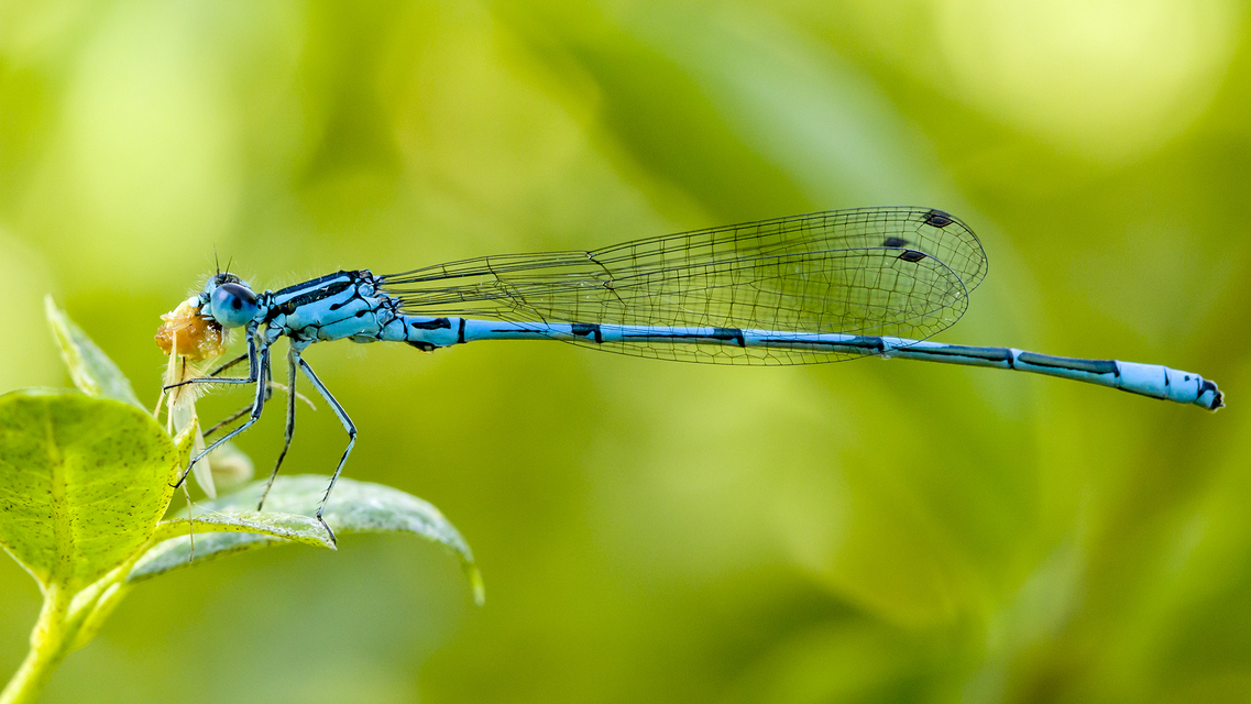 Coenagrion puella - azúrkék légivadász