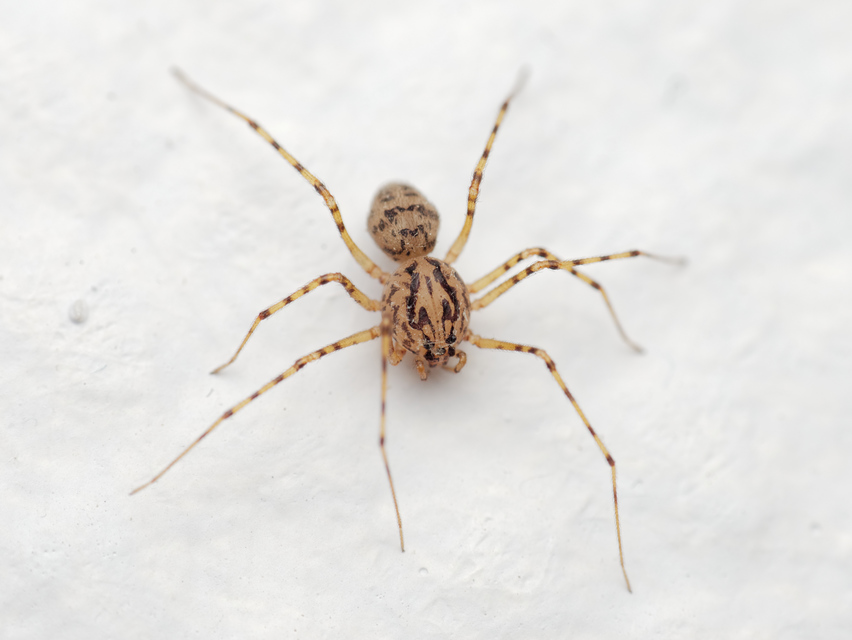 Scytodes thoracica - közönséges csupaszpók