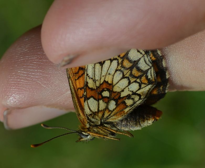 Melitaea athalia - közönséges tarkalepke