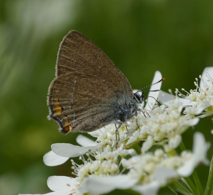Satyrium acaciae - akác-csücsköslepke