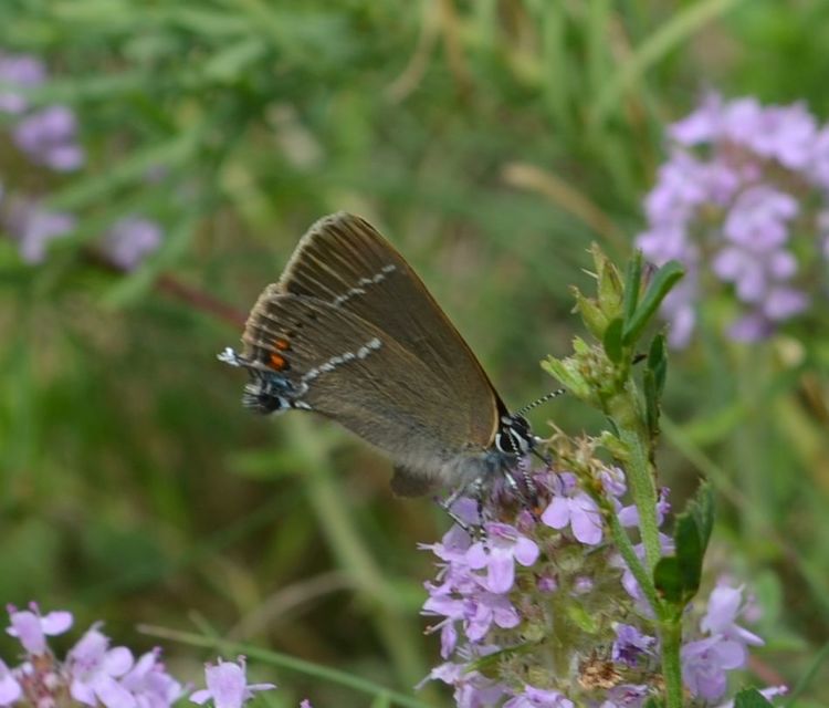 Satyrium spini - kökény-csücsköslepke
