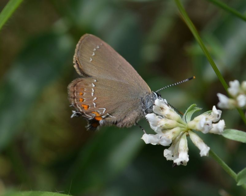 Satyrium ilicis - tölgyfa-csücsköslepke