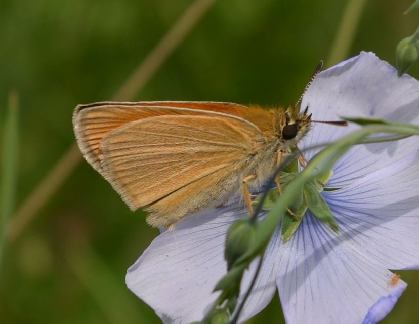 Thymelicus lineola - vonalas busalepke