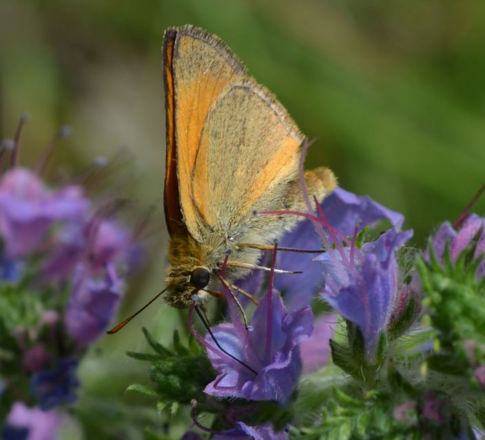 Thymelicus lineola - vonalas busalepke