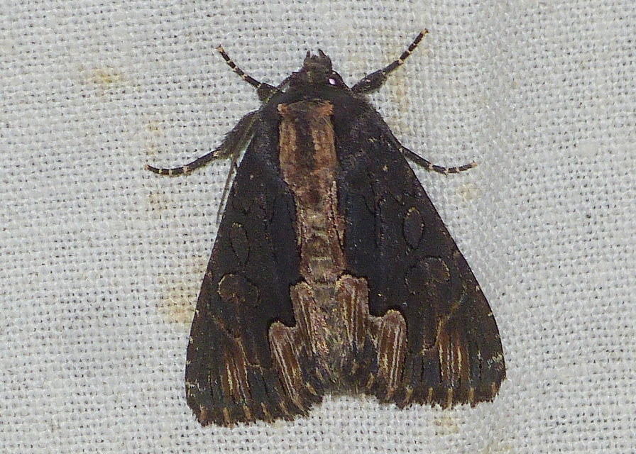 Dypterygia scabriuscula - szurokbarna nyáribagoly