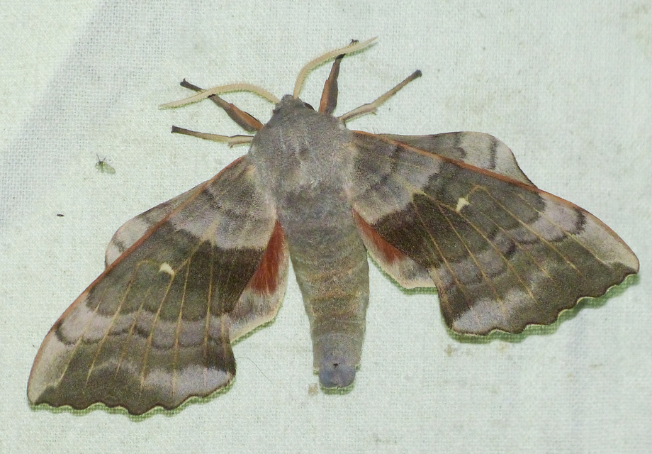 Laothoe populi - nyárfaszender