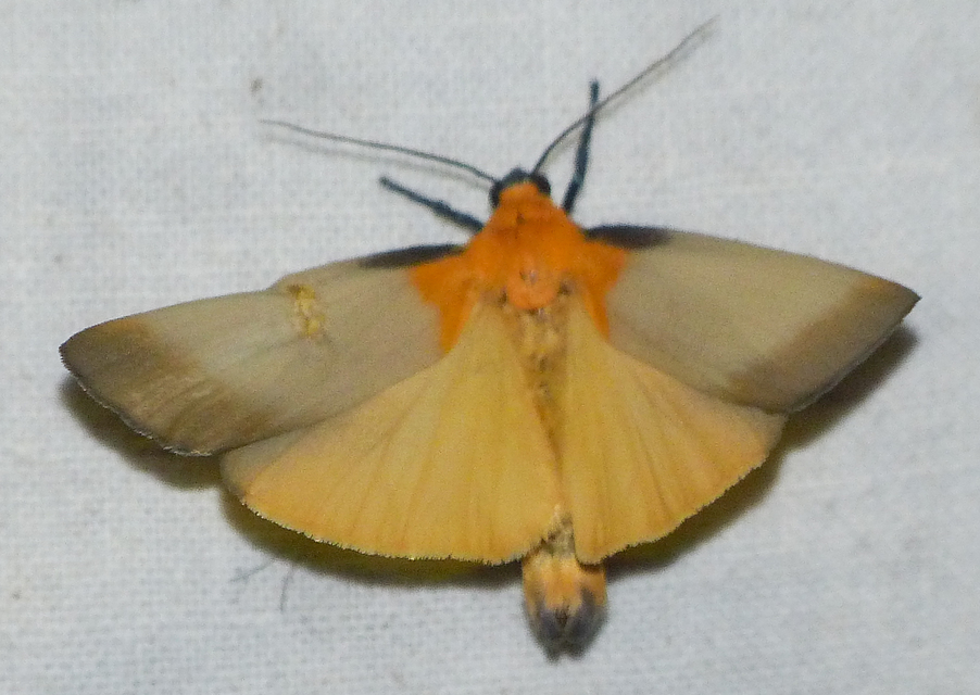 Lithosia quadra - négypettyes zuzmószövő