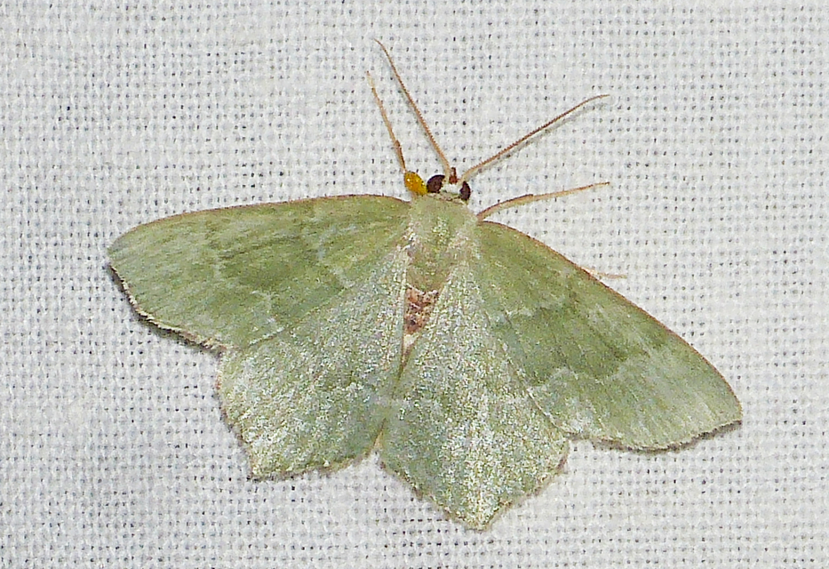 Hemithea aestivaria - nyír-zöldaraszoló