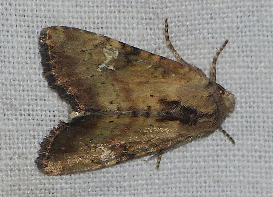Loscopia scolopacina - csinos dudvabagoly