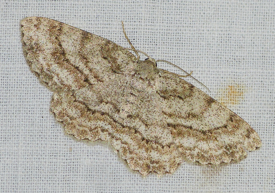 Ectropis crepuscularia - avararaszoló