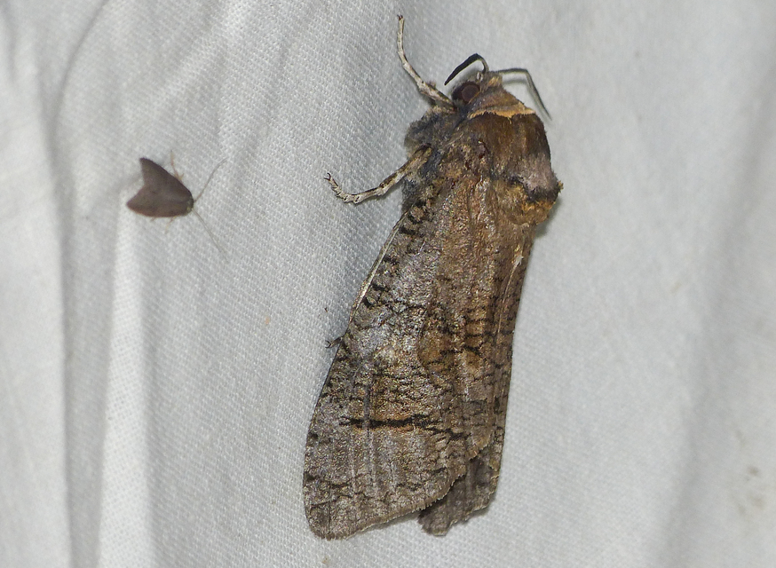 Cossus cossus - fűzfarontólepke