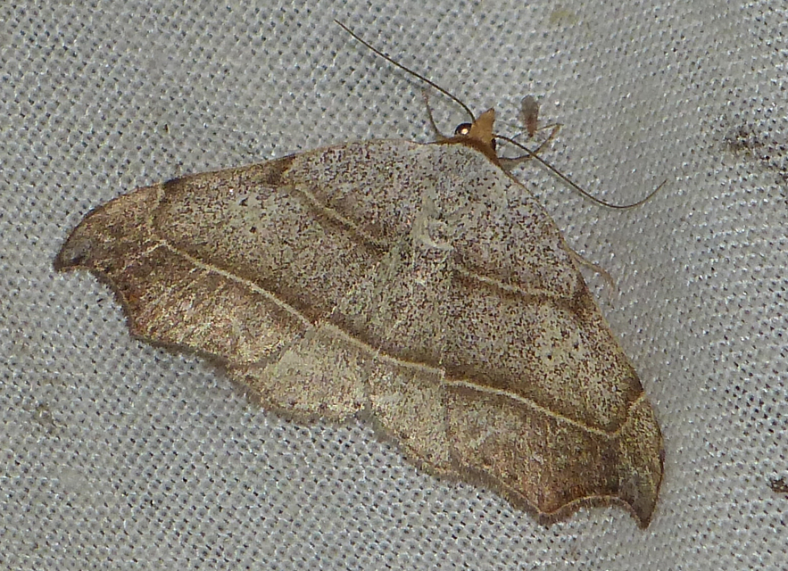 Laspeyria flexula - zuzmóbagoly