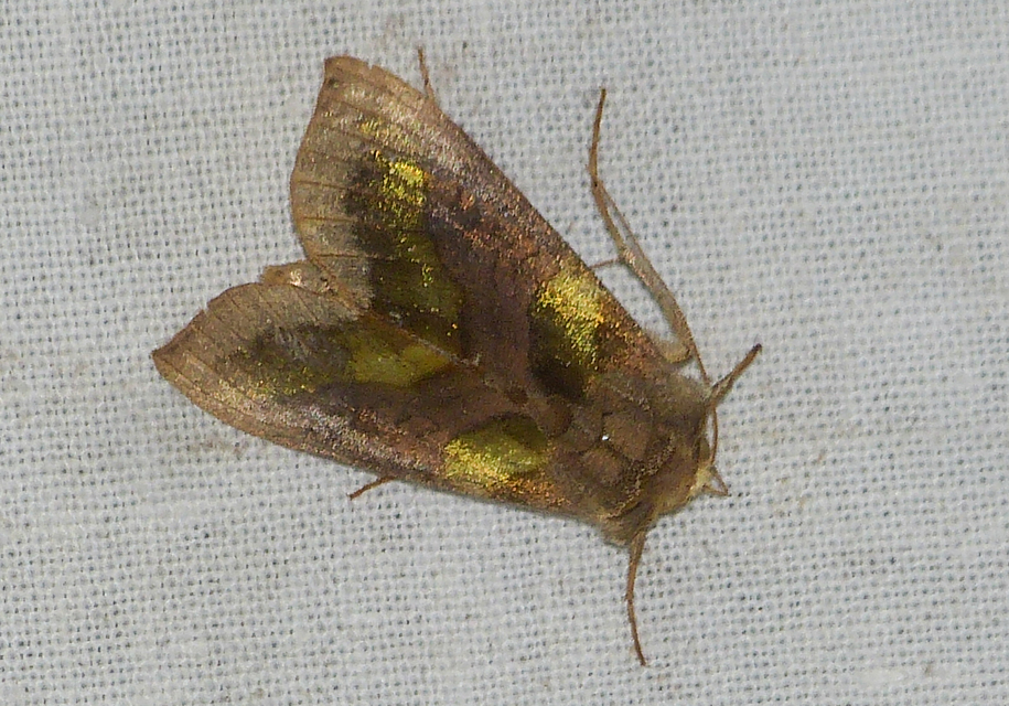 Diachrysia chrysitis - aranybagoly