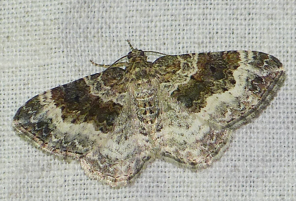 Epirrhoe alternata - galaj-tarkaaraszoló