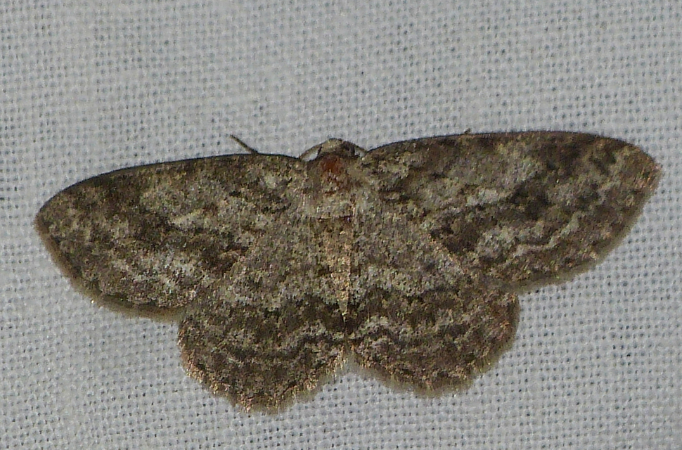 Ectropis crepuscularia - avararaszoló