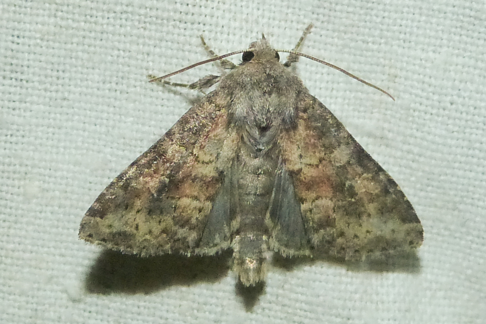 Parastichtis suspecta - sötét erdeibagoly
