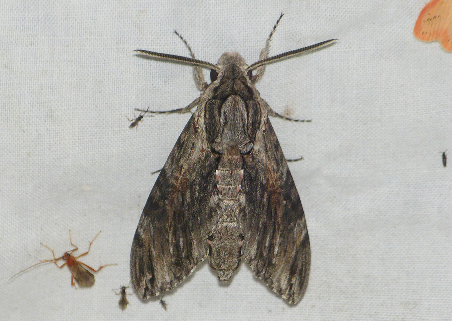 Agrius convolvuli - szulákszender